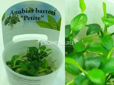 Анубиас Бартери Петит (Anubias barteri "Petite") меристемный