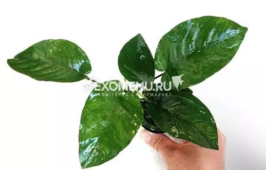 Анубиас Бартери Полосатый, с грузом