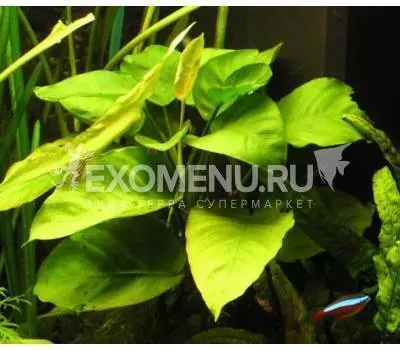 Анубиас бартери, с грузом