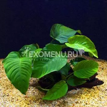 Анубиас Бартери Широколистный, шт.