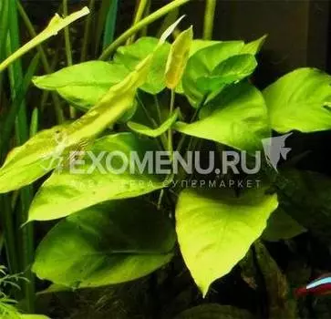 Анубиас бартери, шт.