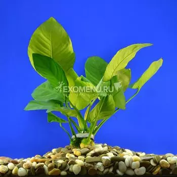 Анубиас бартери "Вишнёвый лист"