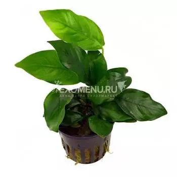 Анубиас бартери XL