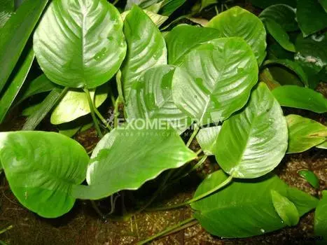 Анубиас Габон (в горшке)