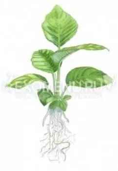 Анубиас Гетерофила (в горшке)