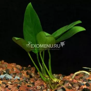 Анубиас Конгенсис, шт.