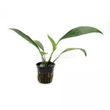 Анубиас Конгенсис (в горшке)