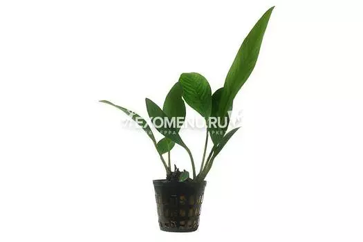 Анубиас ланцетовидный, шт