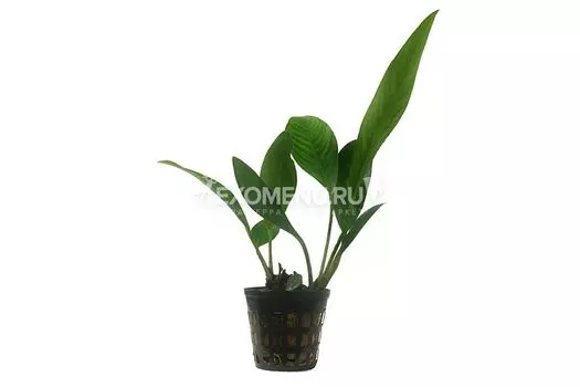 Анубиас ланцетовидный (в горшке)