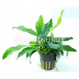 Анубиас Минима (в горшке)