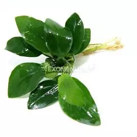 Анубиас Нана круглолистный (в горшке)