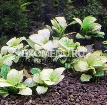 Анубиас нана Марбл (меристемное)