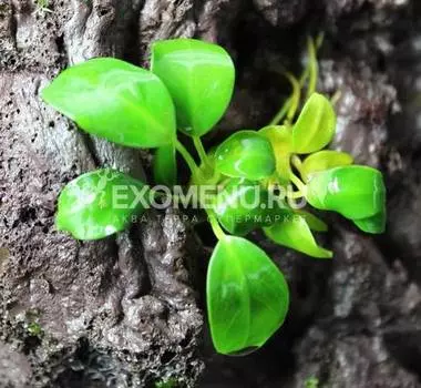 Анубиас нана Petite, шт