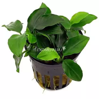 Анубиас Нана тонколистный (в горшке)