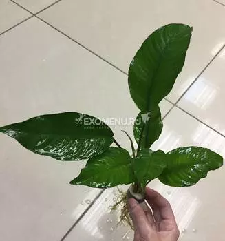 Анубиас разнолистный