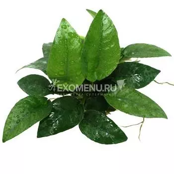 Анубиас Шорт энд Шарп (в горшке)