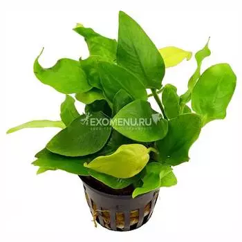 Анубиас золотой, шт