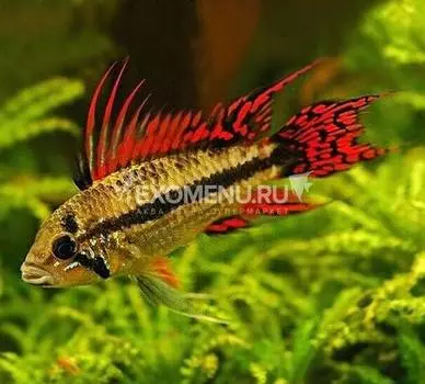 Апистограмма какаду, Double Red
