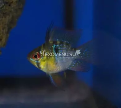 Апистограмма рамирези баллон (Microgeophagus Ramirezi)