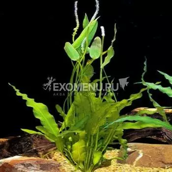 Апоногетон Натанс, L (в горшке)