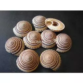 Архитектоника 1