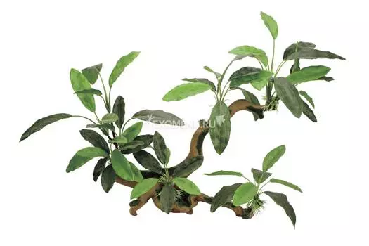 ArtUniq Branched Driftwood With Anubias lanceolata L - Декоративная композиция из пластика "Ветвистая коряга с анубиасом узколистным", 42,5x16,5x40 см