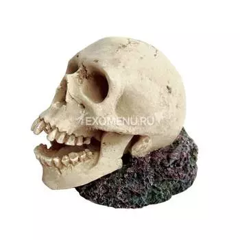 ArtUniq Skull With One Tooth Missing - Декоративная композиция "Череп без зуба", 13x8,5x10 см