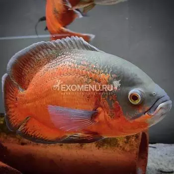Астронотус красный (Astronotus ocellatus var. red) 6-7см.