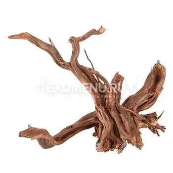 AZALEA ROOT - Корень азалии, 40-60см (Цена за 1 кг)