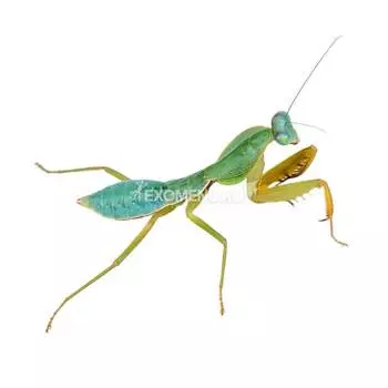 Богомол древесный (rhombodera cf valida)