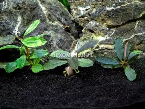 Буцефаландра Дип блю, шт.