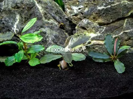 Буцефаландра Дип блю (в горшке)