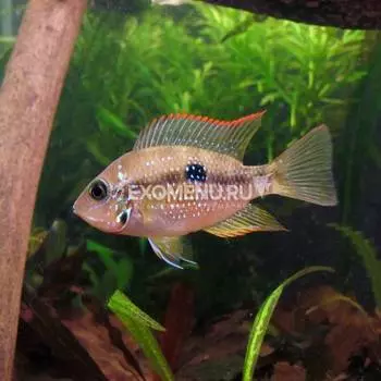 Цихлазома Элиота (Cichlasoma ellioti)