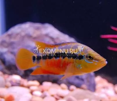 Цихлазома Сальвини (Cichlasoma salvini)