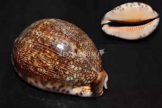 Ципрея Арабика 2-3"