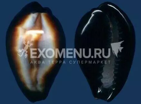 Ципрея Оникс 1"