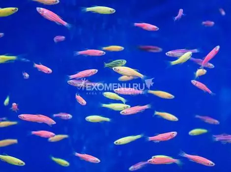 Данио рерио ассорти светящийся