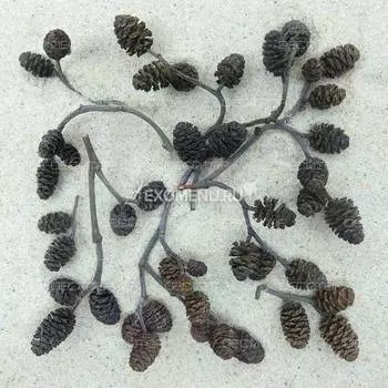 DECOTOP Alder Cones S - Шишки ольхи 15-20 мм, 20 шт.