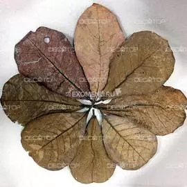 DECOTOP Catappa L - Листья индийского миндаля, 25-30 см, 10 шт.