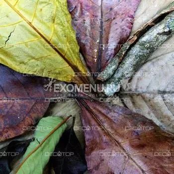 DECOTOP Ceylon 1 - Набор листьев из Шри-Ланки 10-30 см, 20 шт.