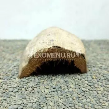 DECOTOP Coco Cover Exo 1/8 S Укрытие из плода кокоса, 15-20 см