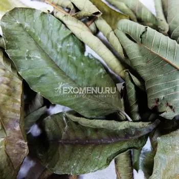 DECOTOP Guava XS - Листья гуавы, 10-15 см, 10 шт.