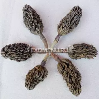 DECOTOP Magnolia fruit M – Плод магнолии 8-10 см, 1 шт.