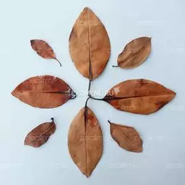 DECOTOP Mangrove XXS - Листья мангры, 5-10 см, 20 шт.