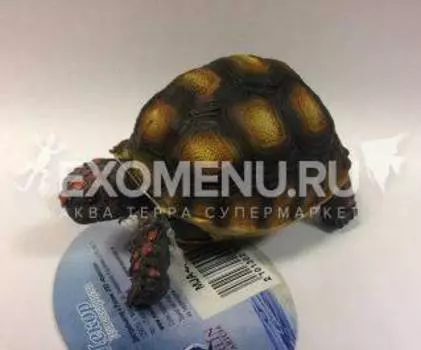 Декорация для аквариума "Угольная черепаха" 10*6.5*5 см