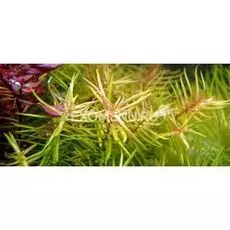 Дидиплис Диандра (Didiplis diandra) меристемное