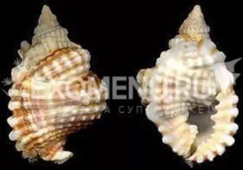 Дисторцио Анус