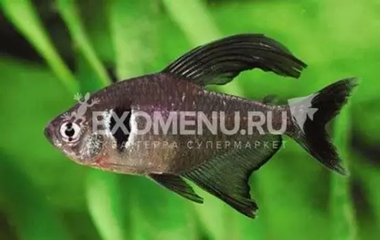Фантом черный (Hyphessobrycon megalopterus)