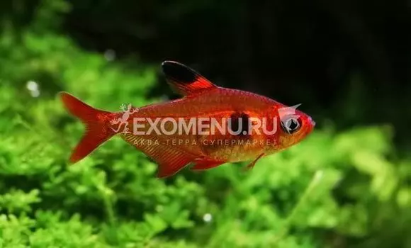 Фантом красный (лат. Hyphessobrycon sweglesi)