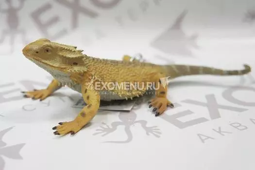 Фигурка "Бородатая агама" Bearded Dragon Lizard